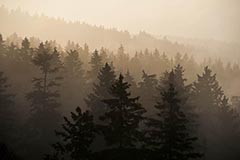 Waldstein - Zum Vergroessern klicken!